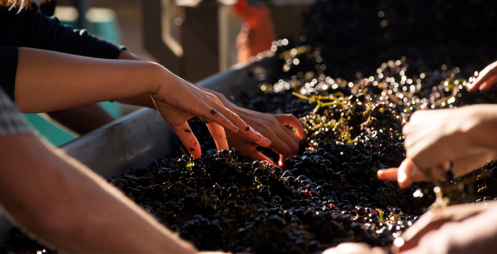 Hands sort freshly harvested grapes
