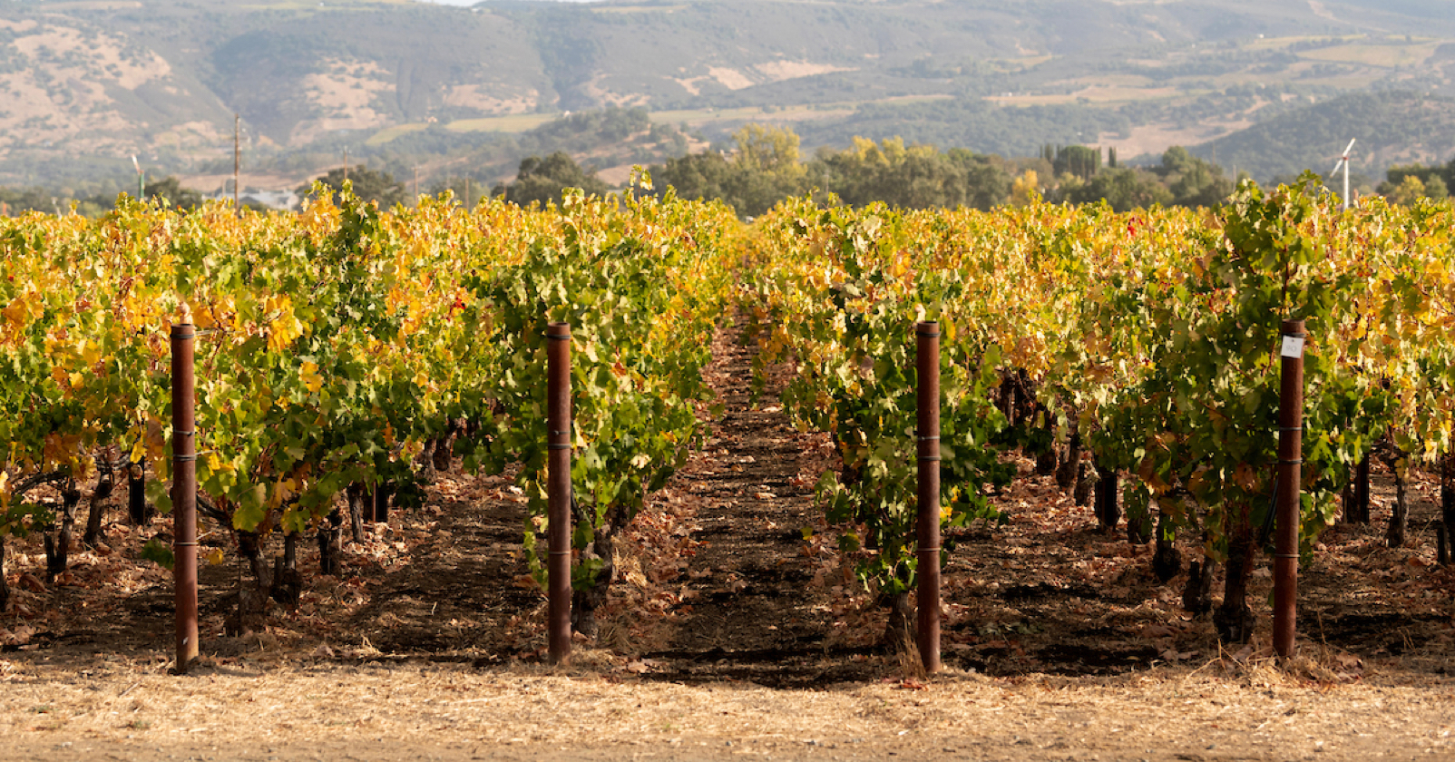 Rows of grapevines in a vineyard stretching into the distance, with autumn-colored leaves and a mountainous landscape in the background under a clear sky. 